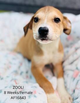 Zooli -  Pit Bull Terrier Dog for Adoption - Zooli | PetCurious