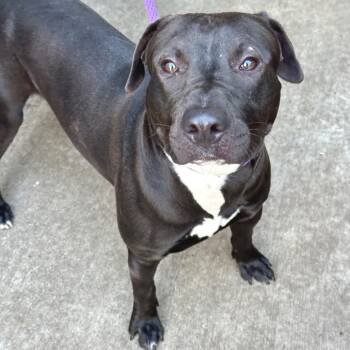 Rescue Mixed Breed Dogs for Adoption in Wheeling, Illinois - Abercrombie | PetCurious