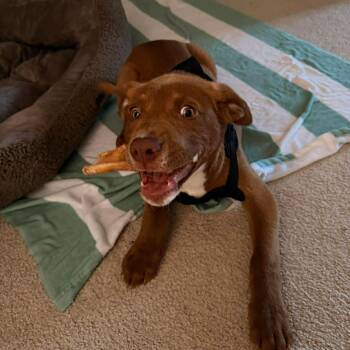 Labrador Retriever Dogs Available for Adoption - Juice | PetCurious