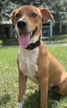 Caroline -  Terrier and Mixed Breed Dog for Adoption in San Antonio, Texas - Caroline | PetCurious