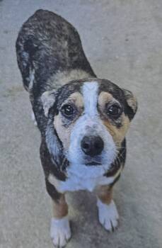 Rescue Mixed Breed Dogs for Adoption in Fort Madison, Iowa - Loretta | PetCurious