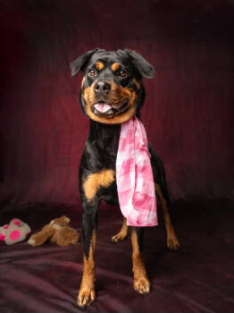 Rescue Rottweiler and Mixed Breed Dogs for Adoption in Atlanta, Georgia - Liberty- ADOPTED | PetCurious