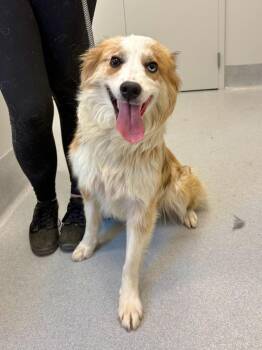 Mixed Breed Dogs Available for Adoption in Chillicothe, Ohio - Rainbow Brite | PetCurious