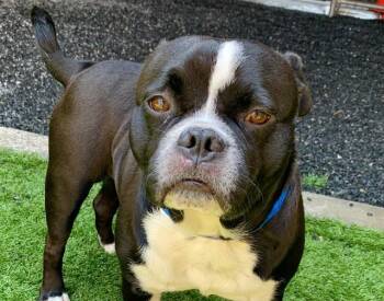 SAVE ME PLEASE Rye - IDA552390 -  French Bulldog and Staffordshire Bull Terrier Dog for Adoption in San Marcos, California - SAVE ME PLEASE Rye - IDA552390 | PetCurious