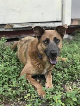 Rescue German Shepherd Dog and Rhodesian Ridgeback Dogs for Adoption in San Antonio, Texas - JANE | PetCurious