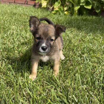 Spaniel and Labrador Retriever Dogs Available for Adoption in San Diego, California - Sargo | PetCurious