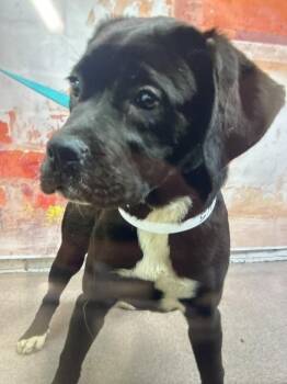 WILLOW -  Mastiff Dog for Adoption in San Bernardino, California - WILLOW | PetCurious