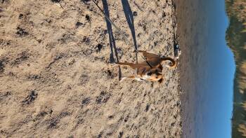 Carolina Dog Dogs Available for Adoption in Nucla, Colorado - Batman | PetCurious