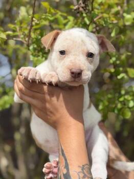 Australian Shepherd and Mixed Breed Dogs Available for Adoption in Morton Grove, Illinois - Clyde | PetCurious