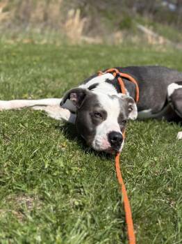 Pit Bull Terrier Dogs Available for Adoption in Lancaster, Ohio - Lazuli | PetCurious