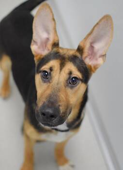 Linden -  German Shepherd Dog Dog for Adoption in Pontiac, Michigan - Linden | PetCurious