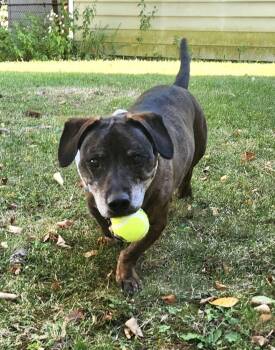 Rescue Basset Hound Dogs for Adoption in Syracuse, New York - Betty | PetCurious