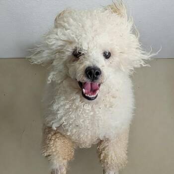 Poodle Dogs Available for Adoption - Caine Sterling | PetCurious