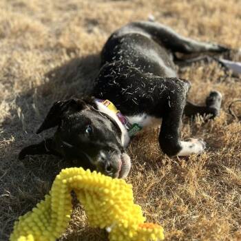 Black Labrador Retriever Dogs Available for Adoption - Unicorn | PetCurious