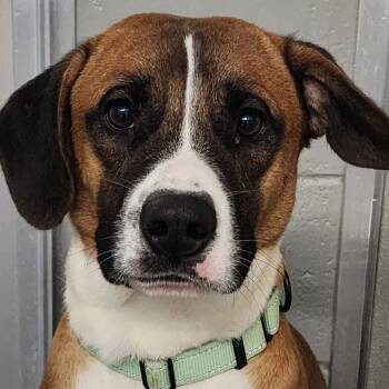 Rescue Mixed Breed Dogs for Adoption in Fairfax Station, Virginia - Little Man | PetCurious