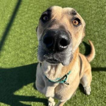 Great Dane Dogs Available for Adoption in Fayetteville, Arkansas - Cherry | PetCurious