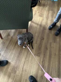 Blu Rose -  Pit Bull Terrier Dog for Adoption in Richmond, Virginia - Blu Rose | PetCurious