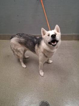 Siberian Husky and German Shepherd Dog Dogs Available for Adoption in Las Vegas, Nevada - BJORN | PetCurious