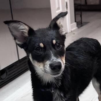 Australian Cattle Dog Blue Heeler Dogs Available for Adoption in Richmond, Virginia - Lulu | PetCurious