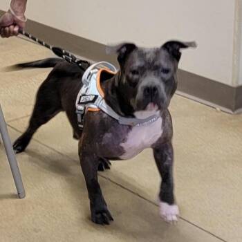 Frankenfurter -  American Staffordshire Terrier Dog for Adoption in Baltimore, Maryland - Frankenfurter | PetCurious