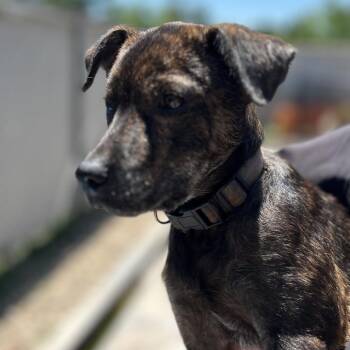 Rescue Mountain Cur Dogs for Adoption in Homewood, Illinois - Archie | PetCurious
