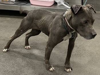 Rescue Terrier Dogs for Adoption - BLUE | PetCurious