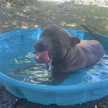 Rescue Mixed Breed Dogs for Adoption in Bartlett, Tennessee - Danny Waffles | PetCurious