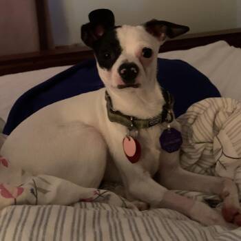 Sonny -  Rat Terrier and Terrier Dog for Adoption in Toronto, Ontario - Sonny | PetCurious