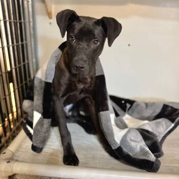 Rescue Terrier Dogs for Adoption in Brownsboro, Alabama - Romeo | PetCurious