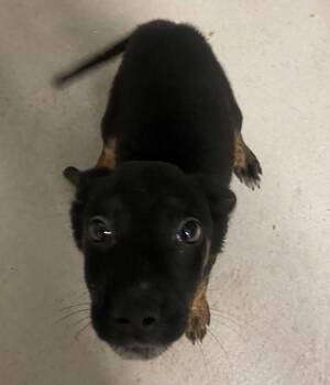Coraline -  Mixed Breed Dog for Adoption in Winnipeg, Manitoba - Coraline | PetCurious