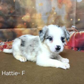 Hattie -  Australian Shepherd and Mixed Breed Dog for Adoption in Griswold, Connecticut - Hattie | PetCurious