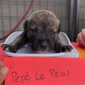 Mixed Breed Dogs Available for Adoption - Pepe Le Pew | PetCurious