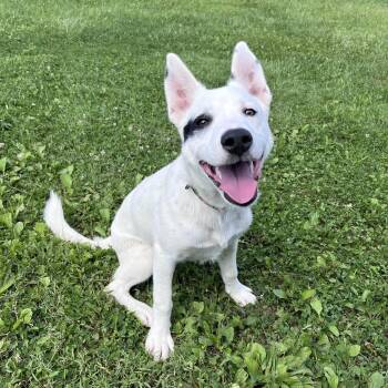 Quebec -  Husky and Cattle Dog Dog for Adoption in West Jefferson, Ohio - Quebec | PetCurious