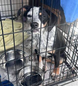 Australian Cattle Dog Blue Heeler Dogs Available for Adoption in Newport, Kentucky - Harold | PetCurious