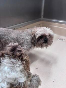 Shih Tzu Dogs Available for Adoption in Burgaw, North Carolina - Minnie | PetCurious