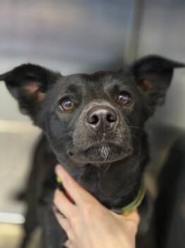 Chihuahua and Mixed Breed Dogs Available for Adoption in Carthage, Missouri - Rocky | PetCurious