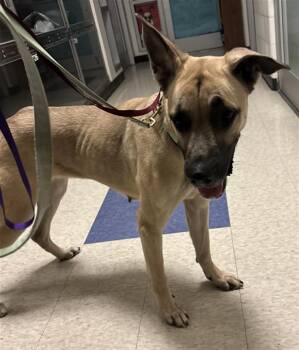 Rescue Great Dane and German Shepherd Dog Dogs for Adoption in Plano, Texas - Pumpkin A213419 | PetCurious