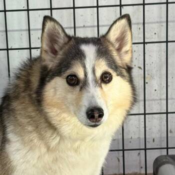 Pomeranian and Husky Dogs Available for Adoption - Lilac | PetCurious