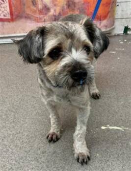 ZYLA -  Schnauzer and Mixed Breed Dog for Adoption in San Bernardino, California - ZYLA | PetCurious