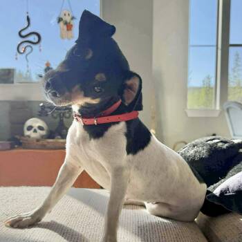 Rescue Chihuahua and Toy Fox Terrier Dogs for Adoption in Warren, Rhode Island - Benita | PetCurious