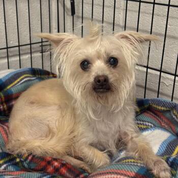 Cupcake -  Maltese and Mixed Breed Dog for Adoption in Falls Church, Virginia - Cupcake | PetCurious