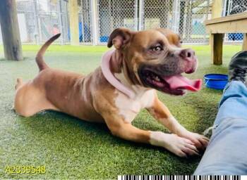 ITADORI -  Mixed Breed Dog for Adoption in West Palm Beach, Florida - ITADORI | PetCurious