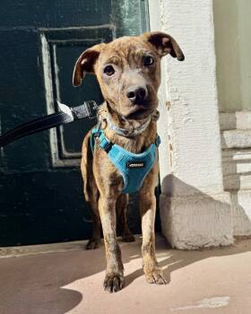 Warlock -  Wirehaired Terrier Dog for Adoption in New York, New York - Warlock | PetCurious