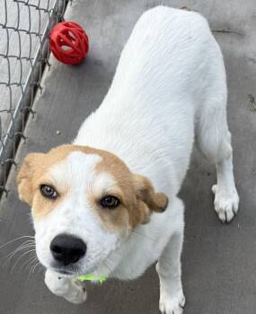Fuzz Bucket -  Great Pyrenees Dog for Adoption in Mauston, Wisconsin - Fuzz Bucket | PetCurious