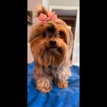 Fiddlesticks -  Yorkshire Terrier Dog for Adoption in Midlothian, Virginia - Fiddlesticks | PetCurious