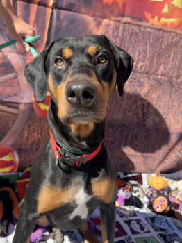 Rescue Doberman Pinscher and Rottweiler Dogs for Adoption in Dana Point, California - Cole | PetCurious