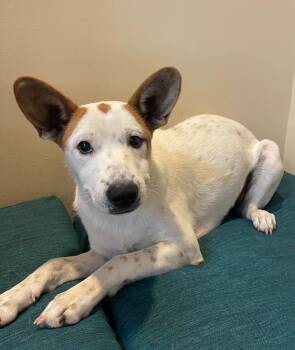 Puntkin -  Mixed Breed Dog for Adoption in Thousand Oaks, California - Puntkin | PetCurious