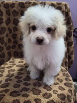 Snuffles -  Spaniel and Poodle Dog for Adoption in Phelan, California - Snuffles | PetCurious