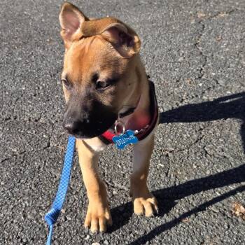 Rescue Belgian Shepherd Malinois and Boxer Dogs for Adoption in Fort Mill, South Carolina - Mabel | PetCurious