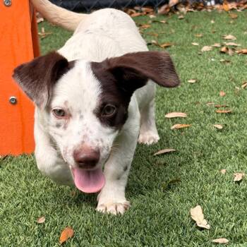 Mixed Breed Dogs Available for Adoption - Cooper | PetCurious